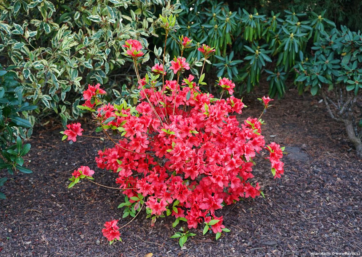 azalea x Carolina Salmon