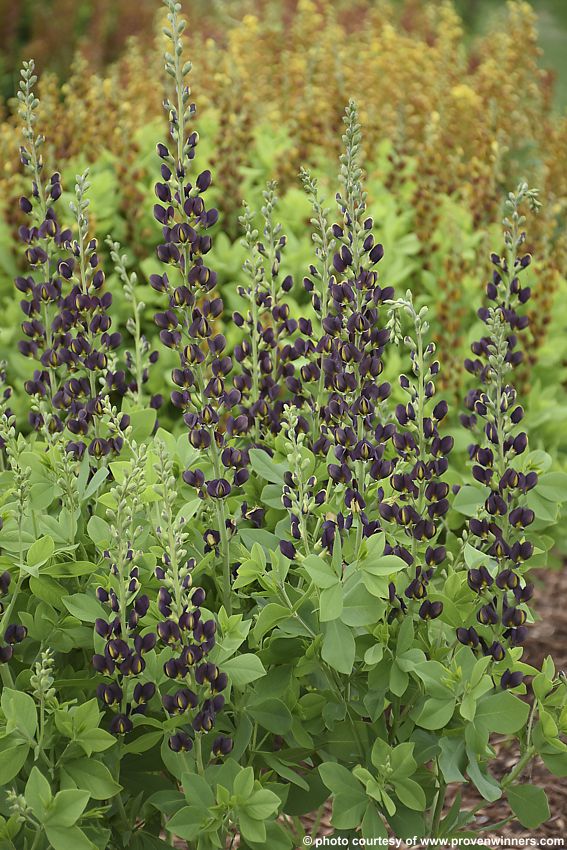 baptisia Dark Chocolate PW 1.jpg