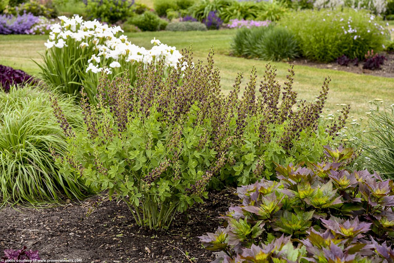 baptisia Dark Chocolate PW 2.jpg