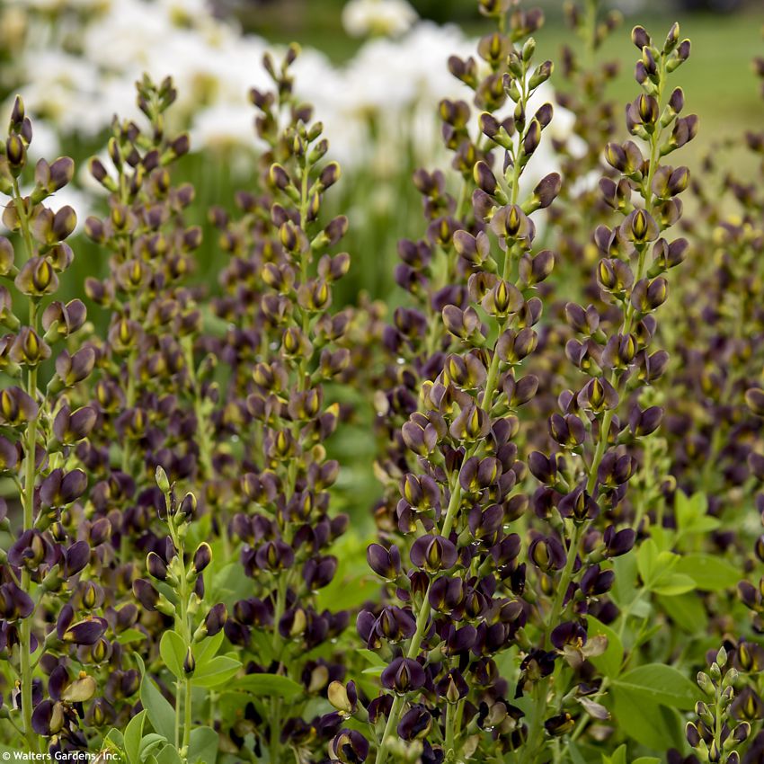 baptisia Dark Chocolate WALTERS 1.jpg