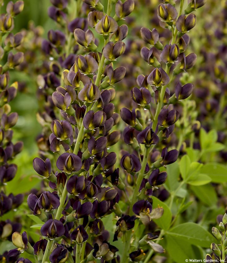 baptisia Dark Chocolate WALTERS 1 detail.jpg