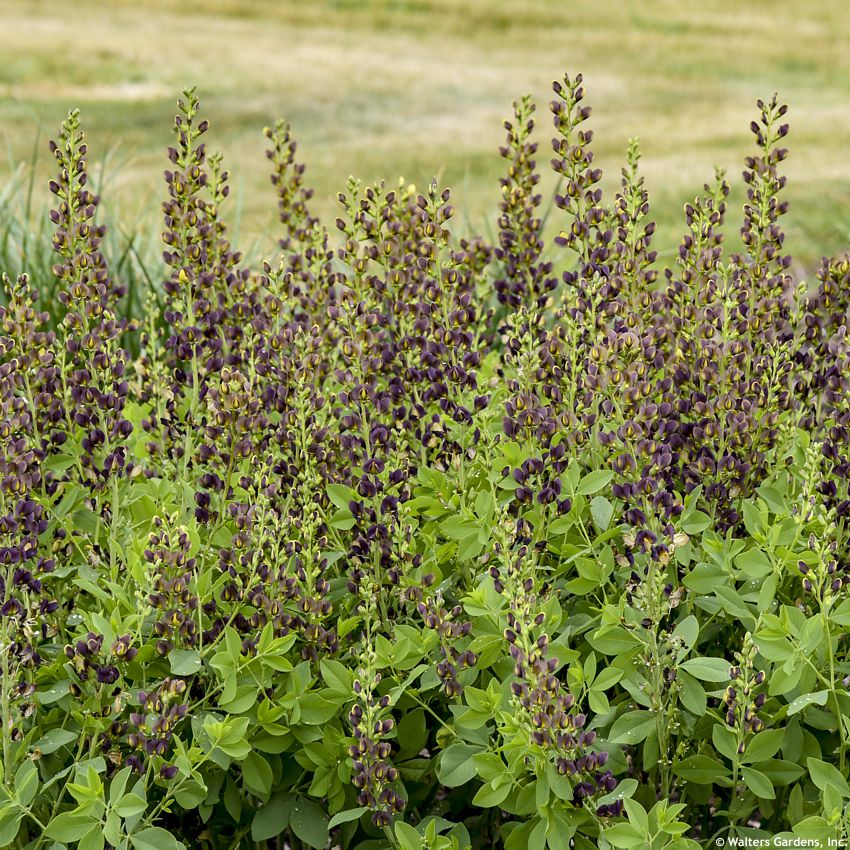 baptisia Dark Chocolate WALTERS 2.jpg