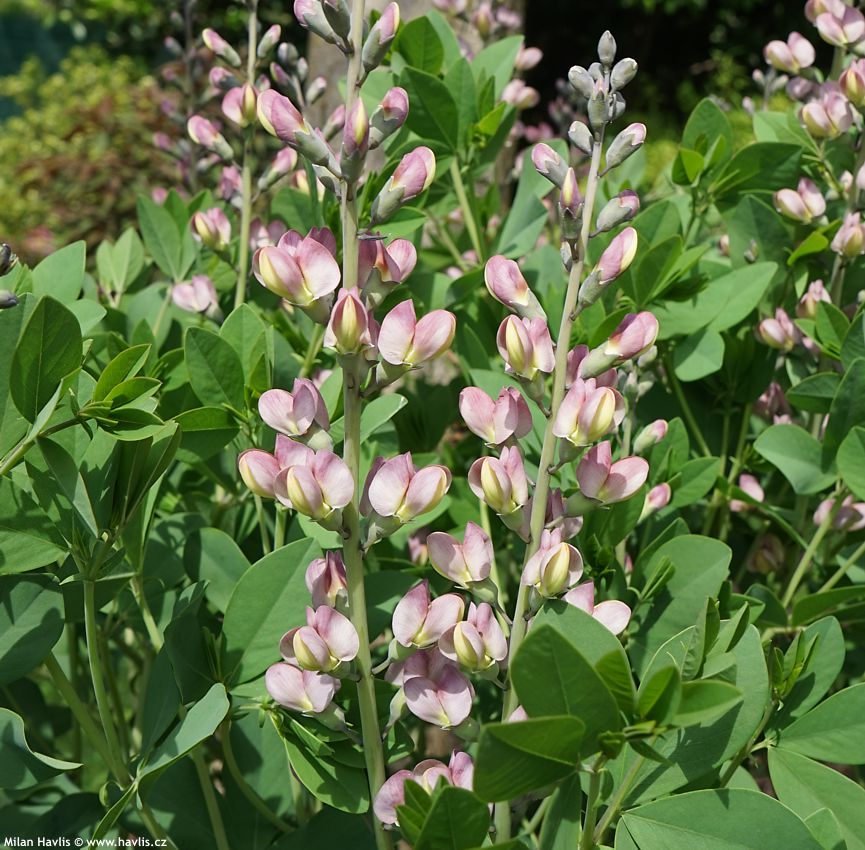 baptisia Pink Trufles 2024 (4).jpg