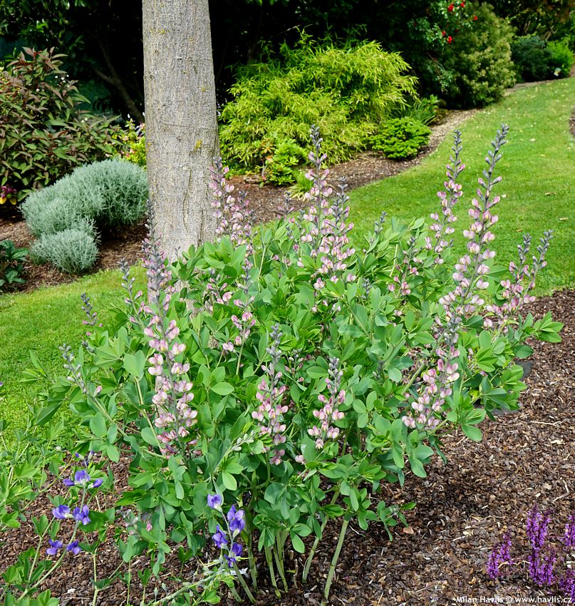 baptisia Pink Trufles 2024 (6).jpg