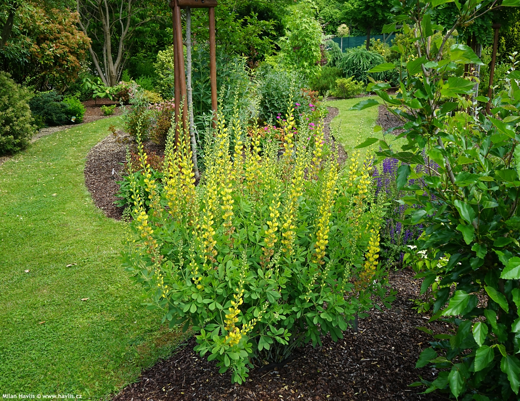 baptisia Solar Flare 2024 (4).jpg