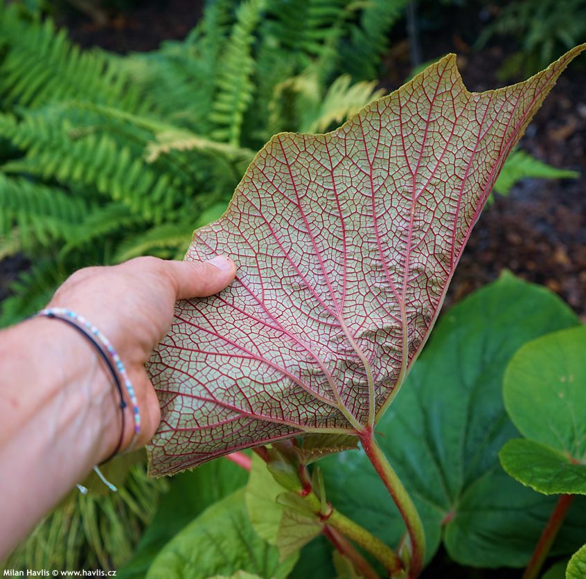 begonia Torsa