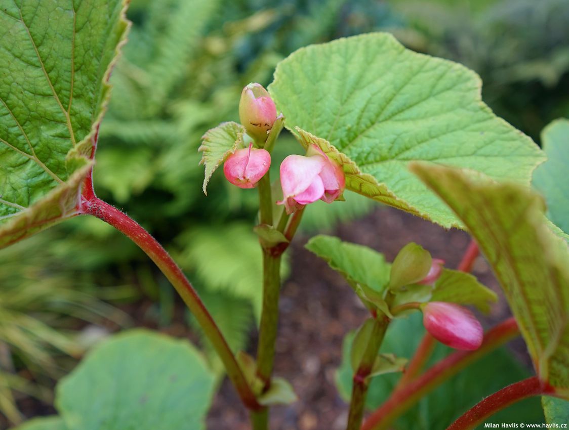begonia Torsa 2025 květy (2).jpg