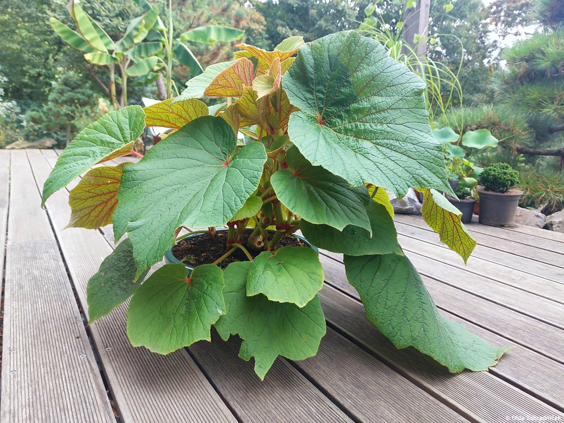 begonia Torsa