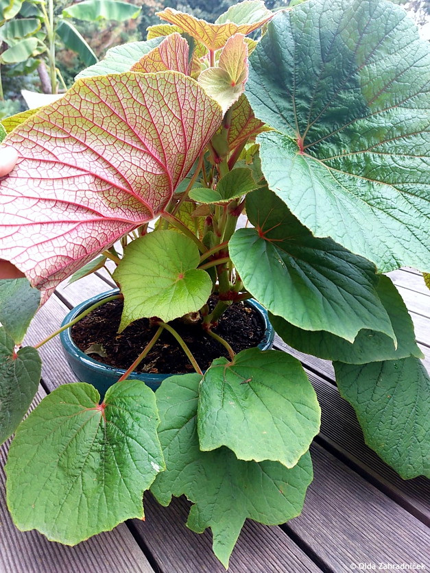begonia Torsa