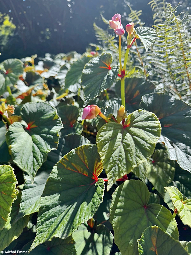 begonia grandis evansiana