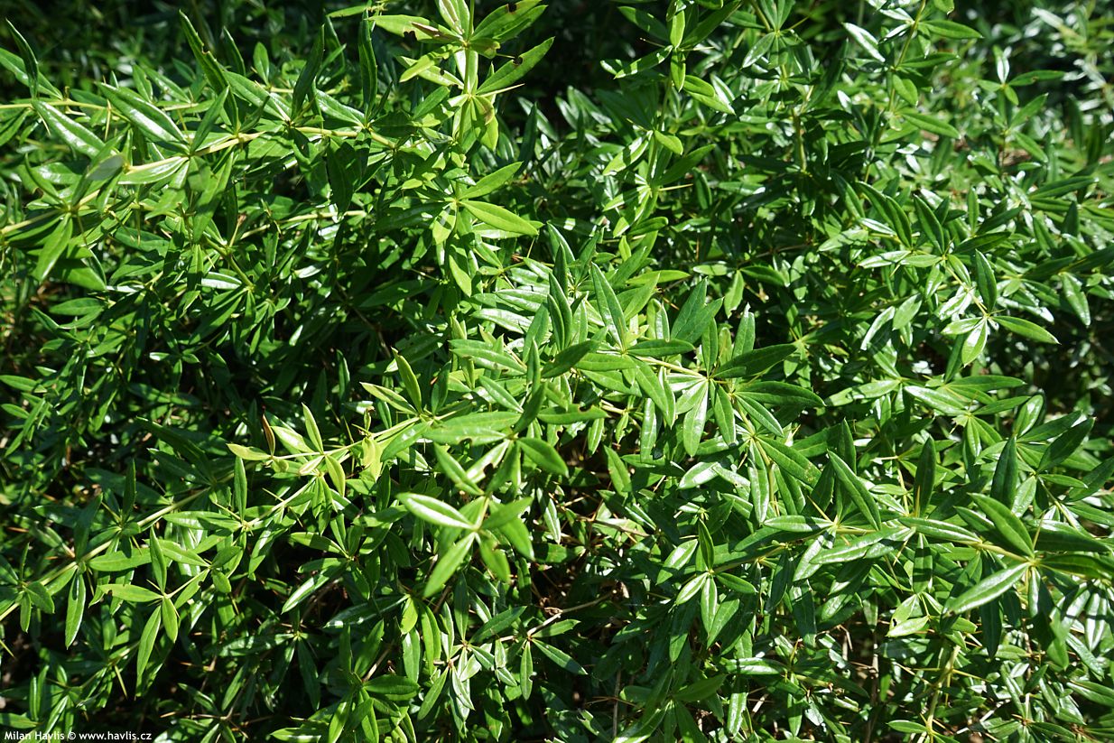 berberis gagnepainii var. lanceifolia