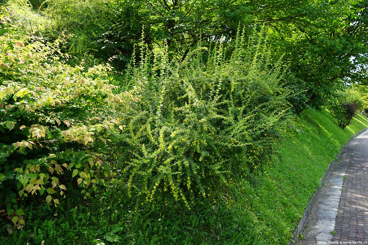 berberis thunbergii