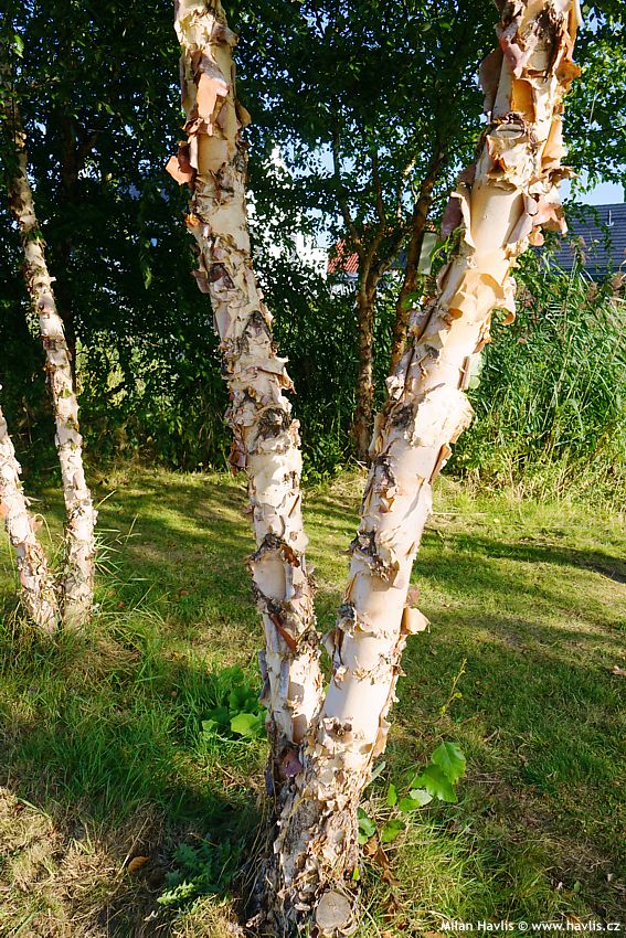 betula nigra