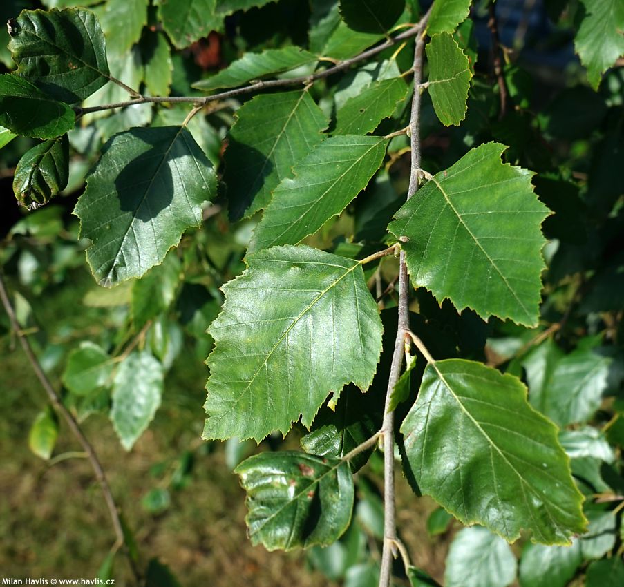 betula nigra