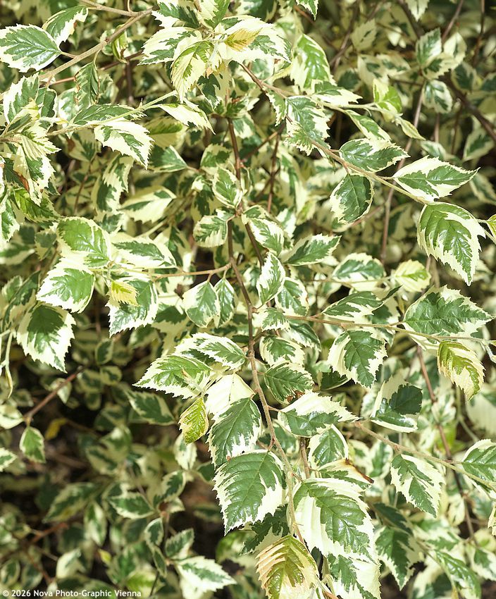 betula nigra Shiloh Splash