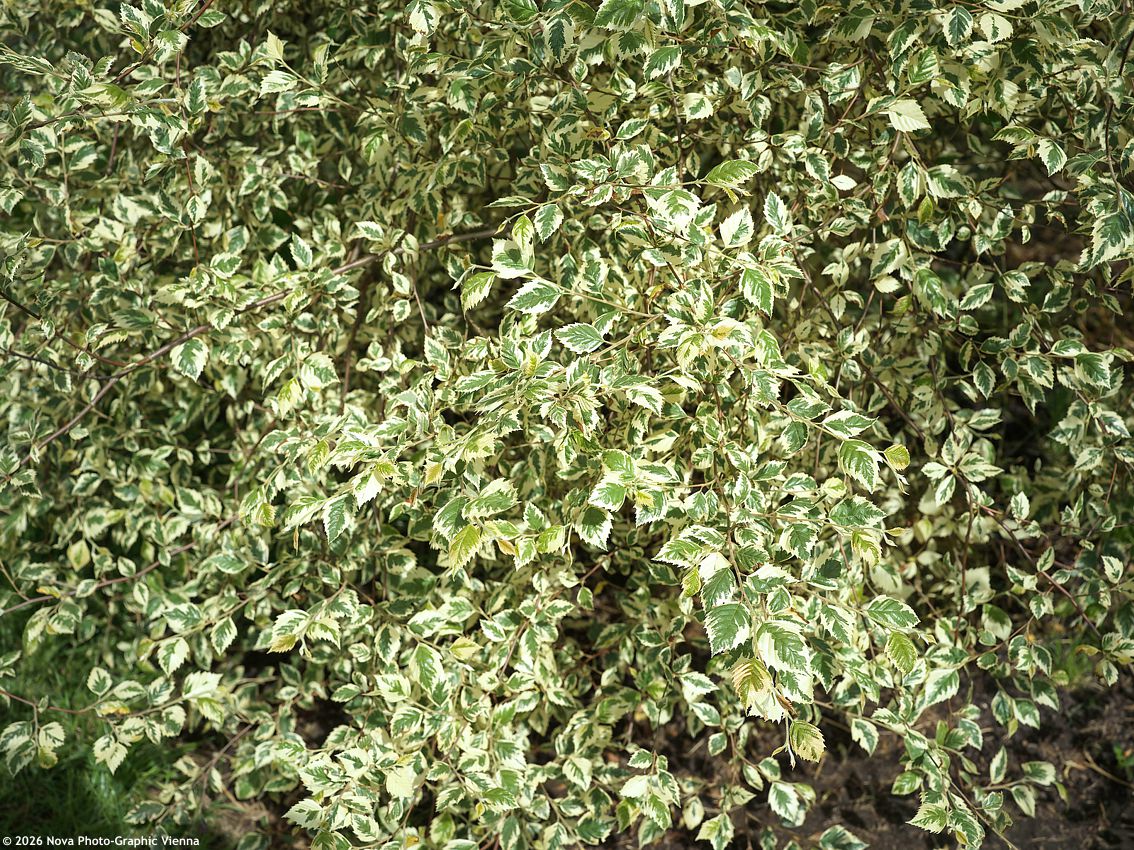 betula nigra Shiloh Splash