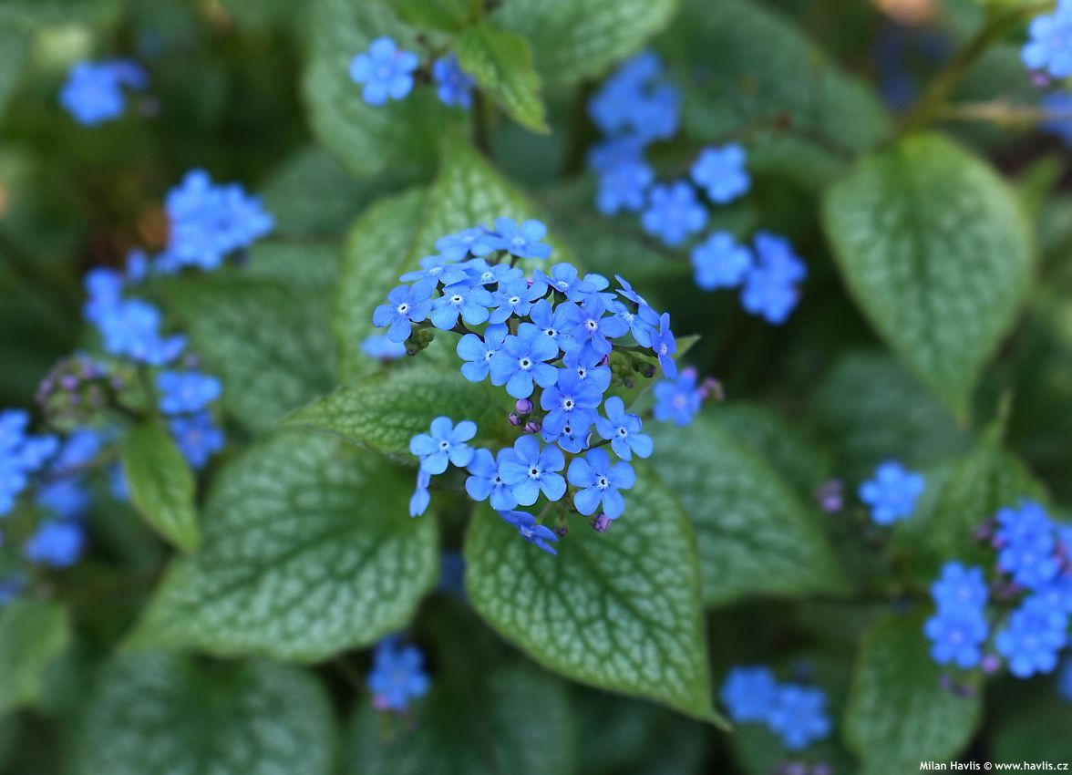 brunnera macrophylla Alexanders Great 2023 3 detail.jpg