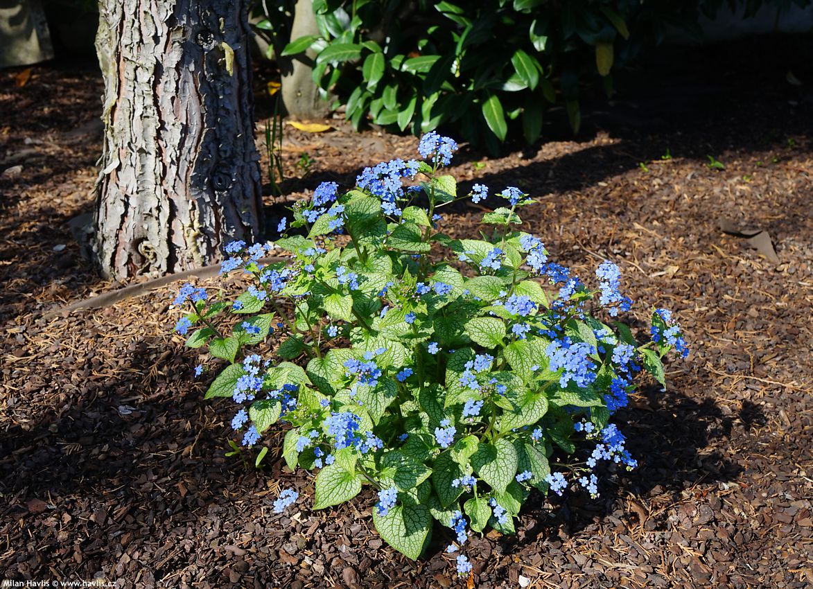 brunnera macrophylla Alexanders Great 2023 6.jpg