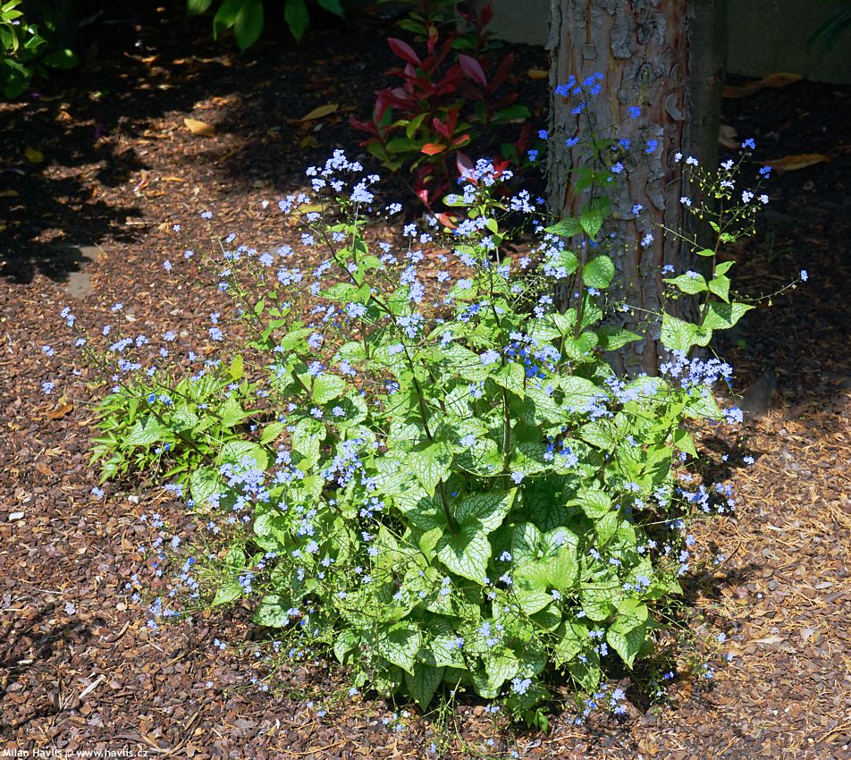brunnera macrophylla Alexanders Great 2023 7.jpg
