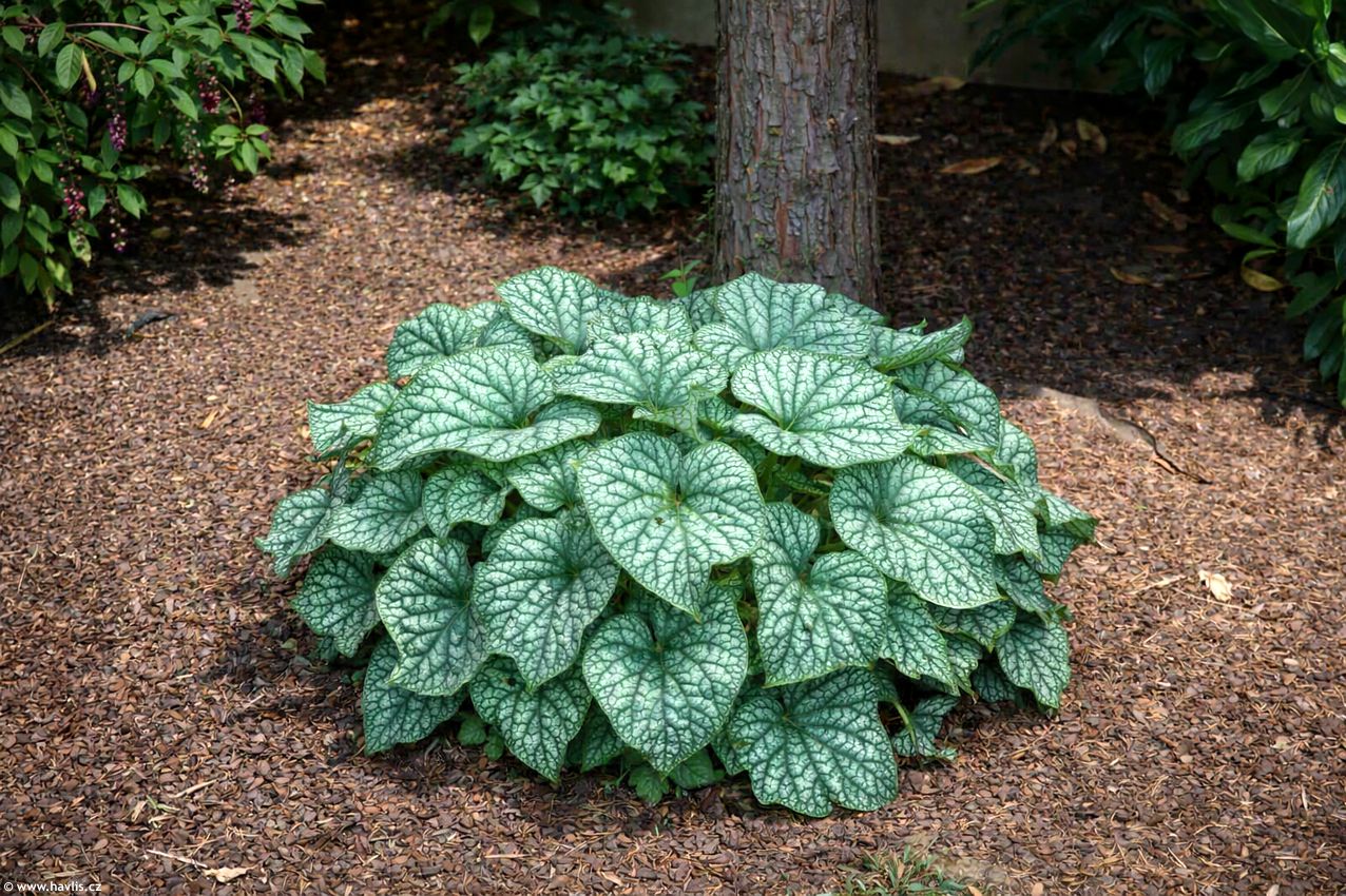 brunnera macrophylla Alexanders Great 2026 AIGI 1.jpg