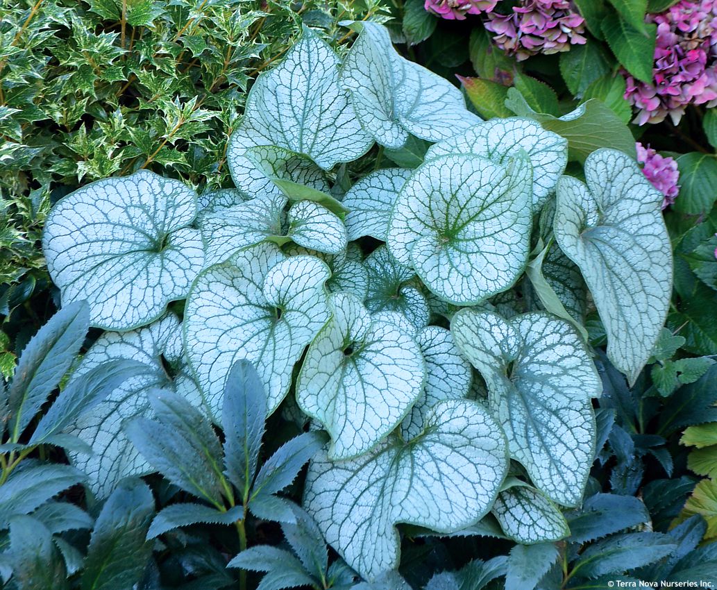 brunnera macrophylla Alexanders Great TERRA 2.jpg