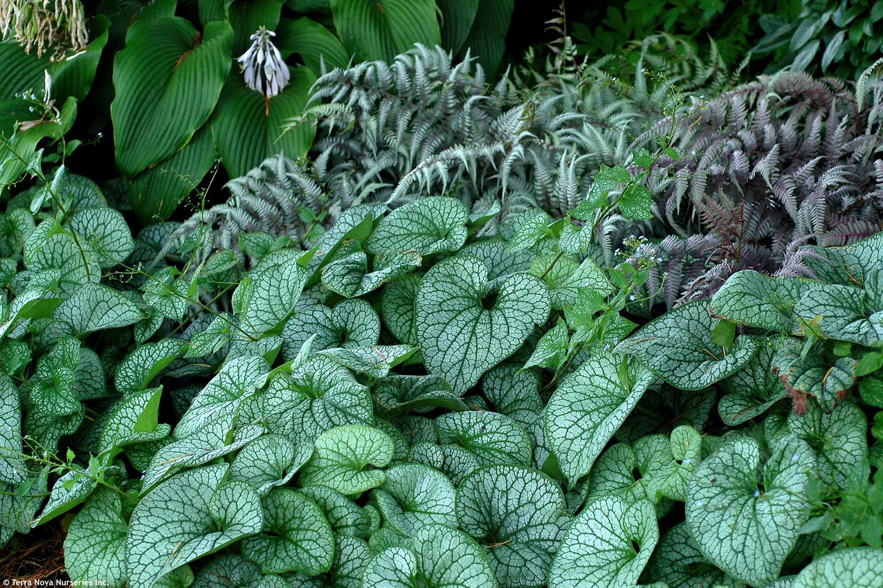 brunnera macrophylla Alexanders Great TERRA 4.jpg