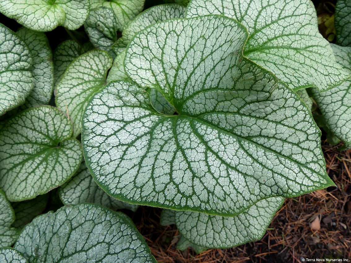 brunnera macrophylla Alexanders Great TERRA 5.jpg