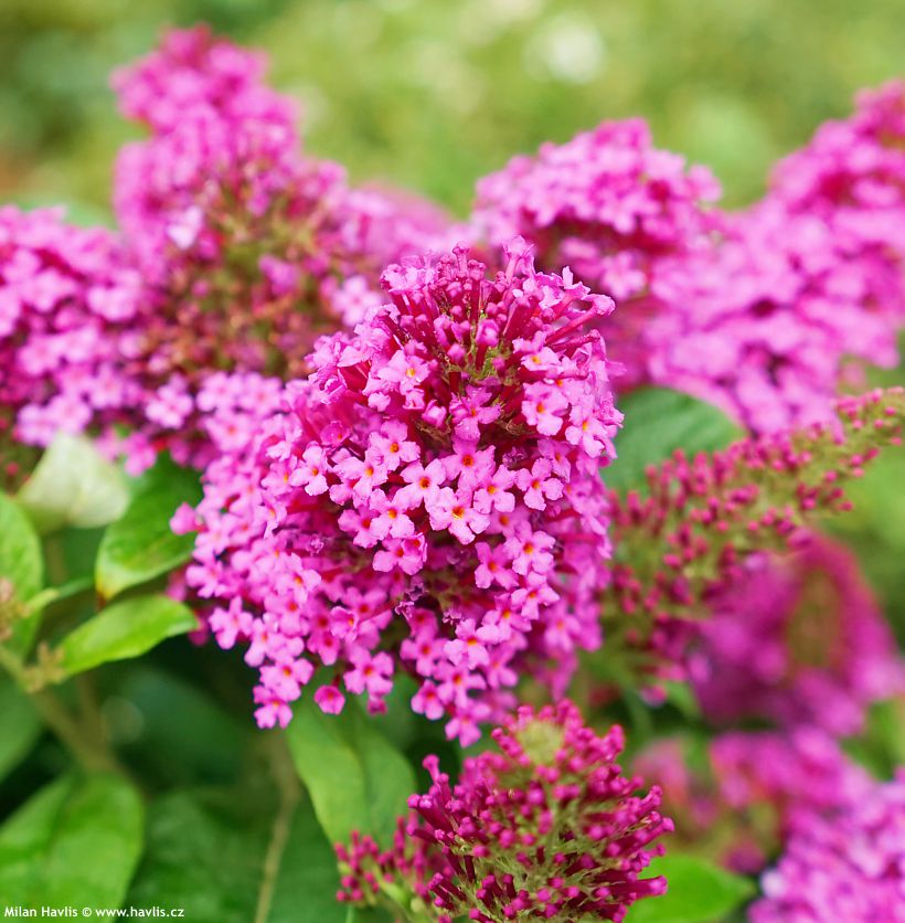 buddleja davidii Butterfly Candy Little Cerise