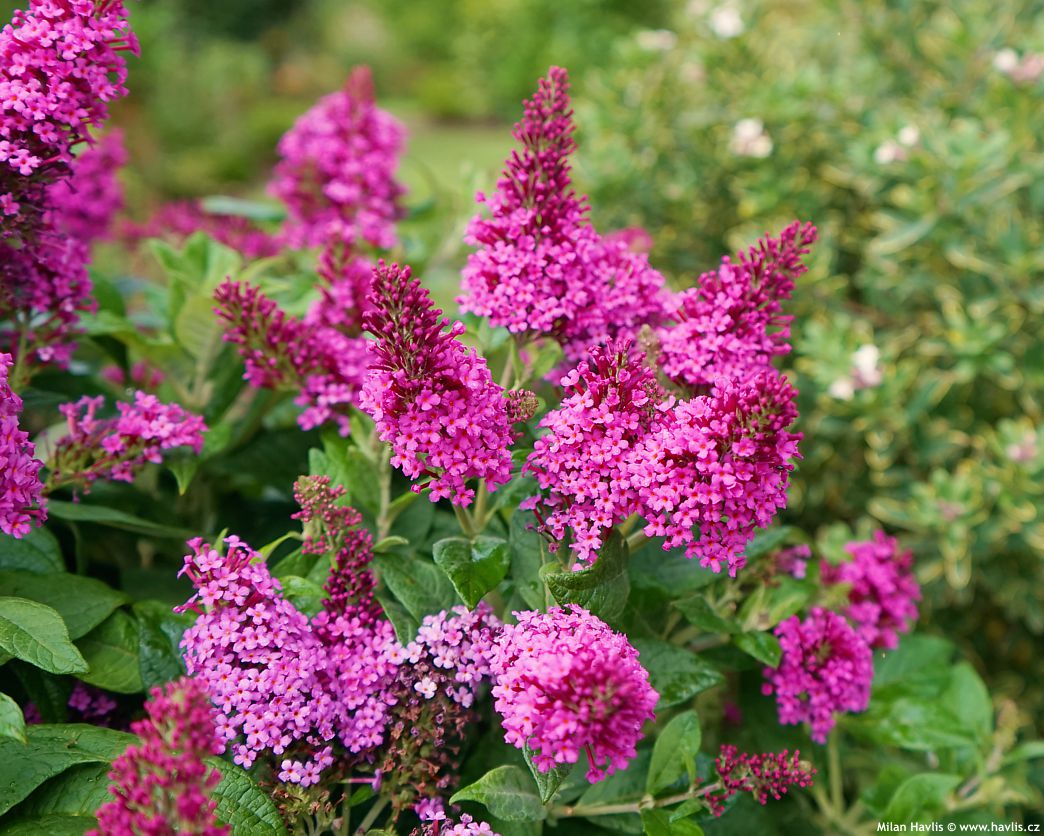 buddleja davidii Butterfly Candy Little Cerise