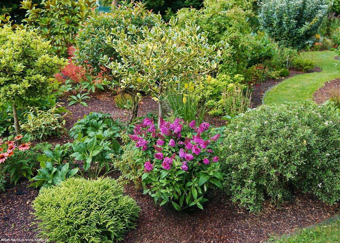 buddleja davidii Butterfly Candy Little Cerise