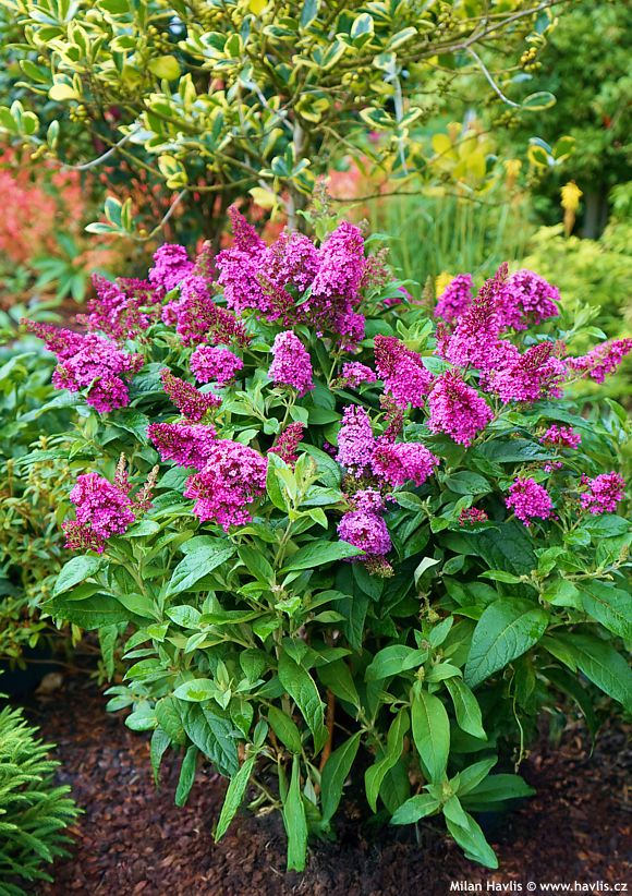 buddleja davidii Butterfly Candy Little Cerise