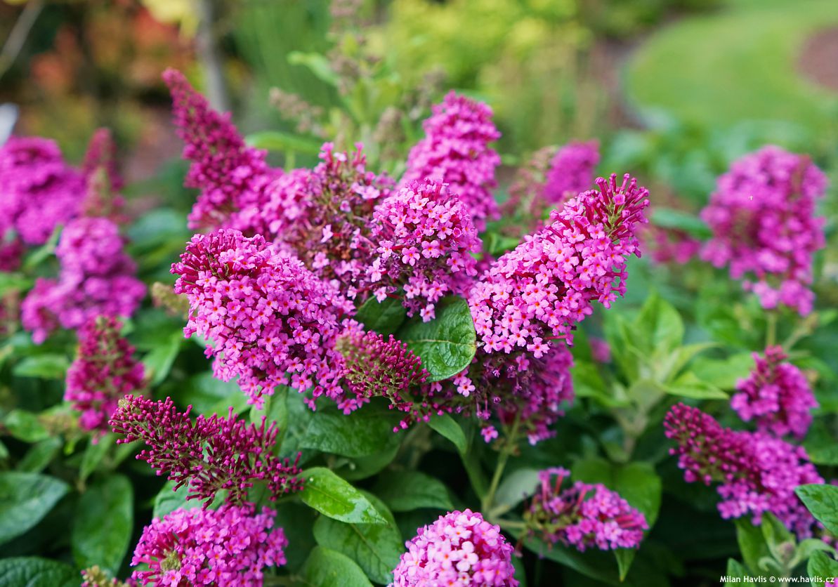 buddleja davidii Butterfly Candy Little Cerise