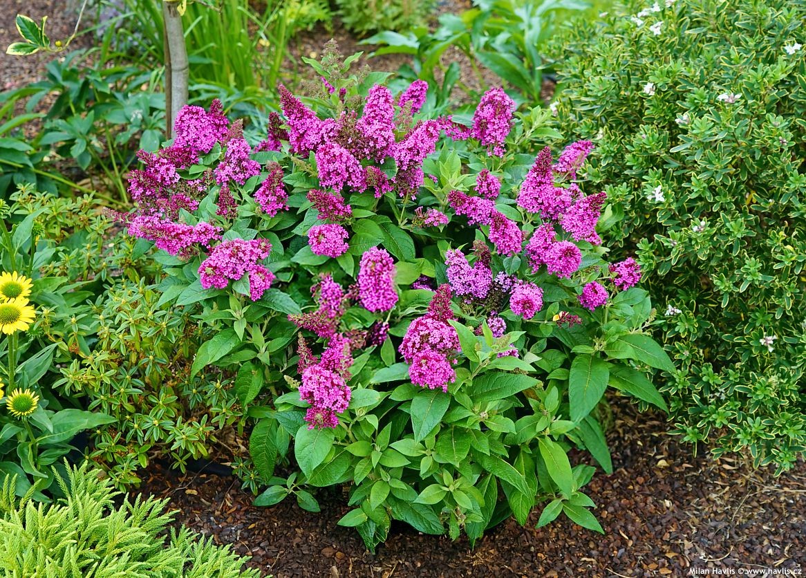 buddleja davidii Butterfly Candy Little Cerise