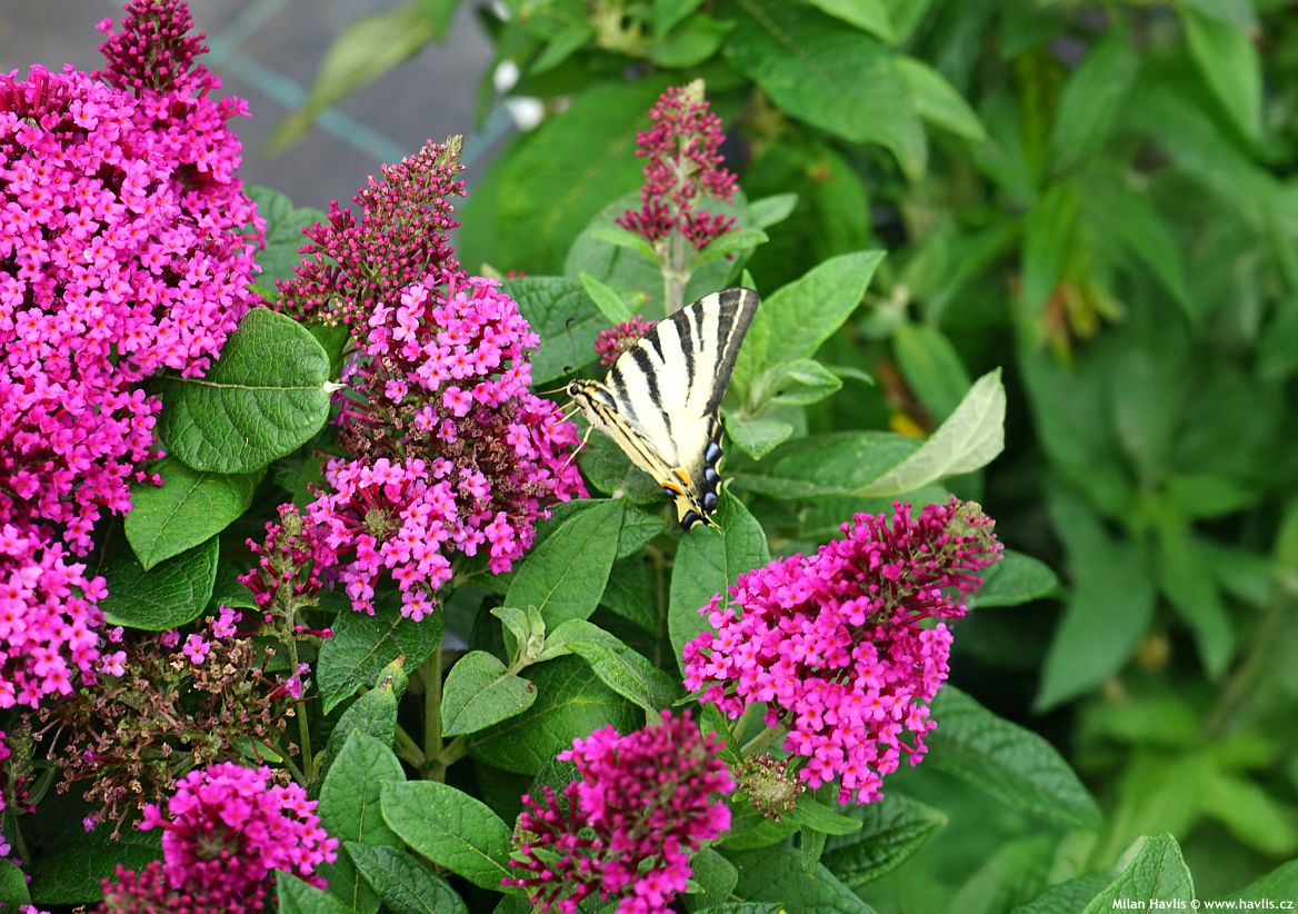 buddleja davidii Butterfly Candy Little Cerise