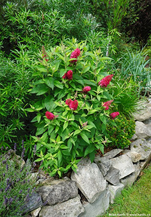 buddleja davidii Butterfly Candy Little Ruby 2025 (3).jpg