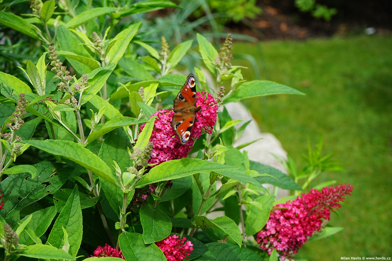 buddleja davidii Butterfly Candy Little Ruby 2025 (5).jpg
