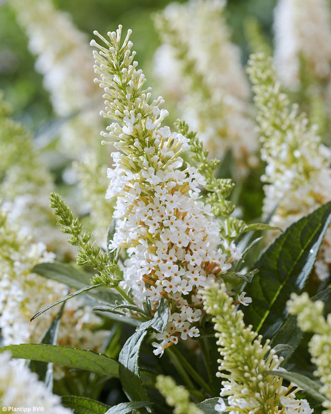 buddleja davidii Butterfly Candy Little White PT 1.jpg