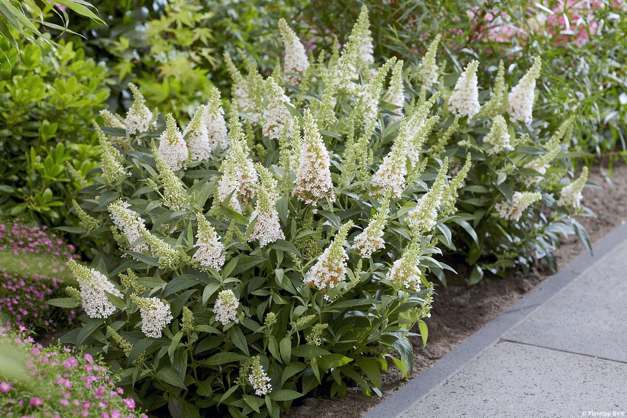 buddleja davidii Butterfly Candy Little White PT 2.jpg