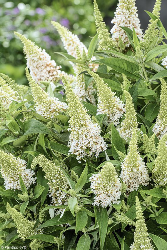buddleja davidii Butterfly Candy Little White PT 4.jpg