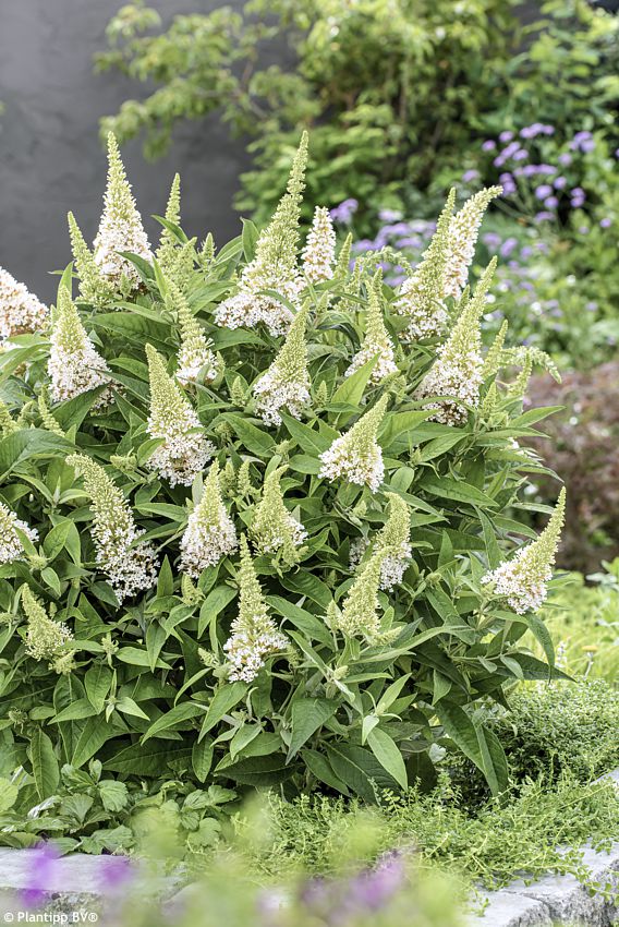 buddleja davidii Butterfly Candy Little White PT 5.jpg