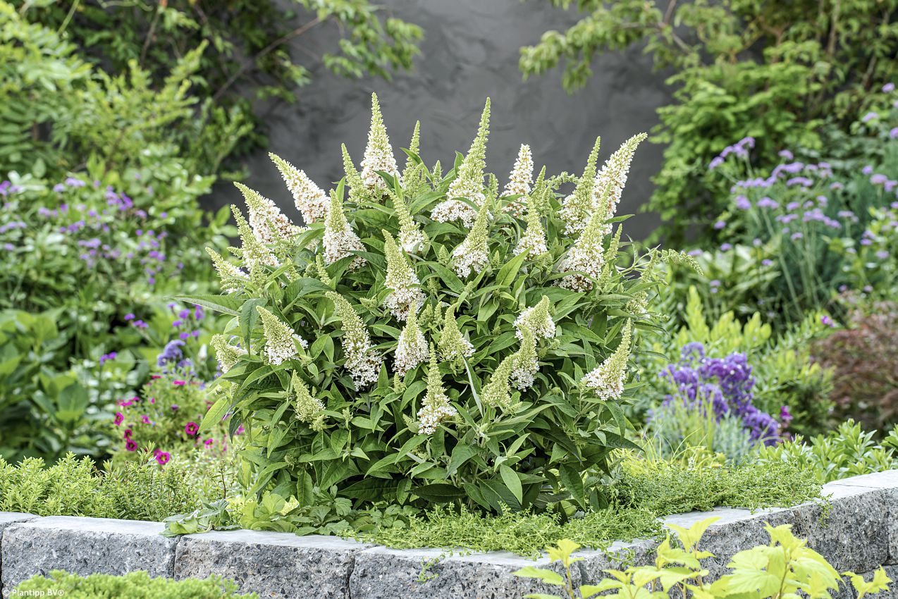 buddleja davidii Butterfly Candy Little White PT 7.jpg