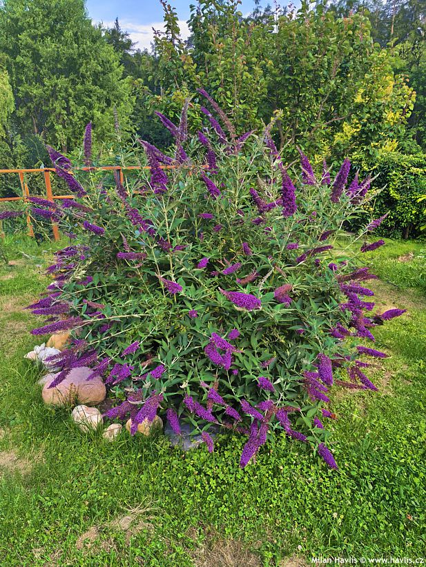 buddleja davidii Buzz Magenta