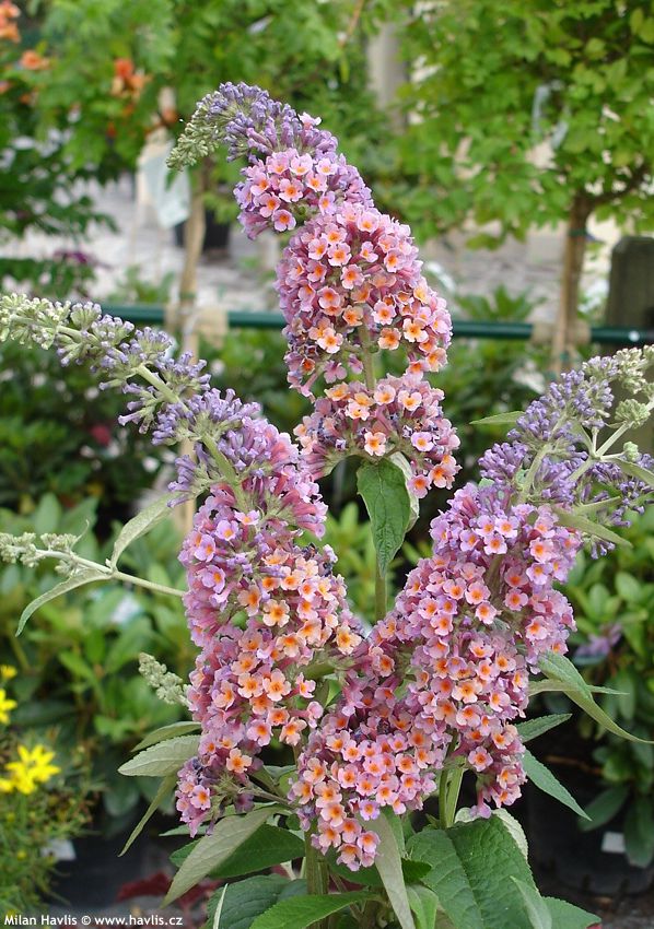 buddleja davidii Flower Power P2009.jpg