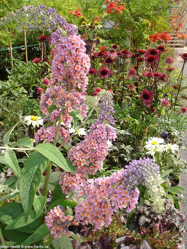 buddleja davidii Flower Power P2009 3.jpg