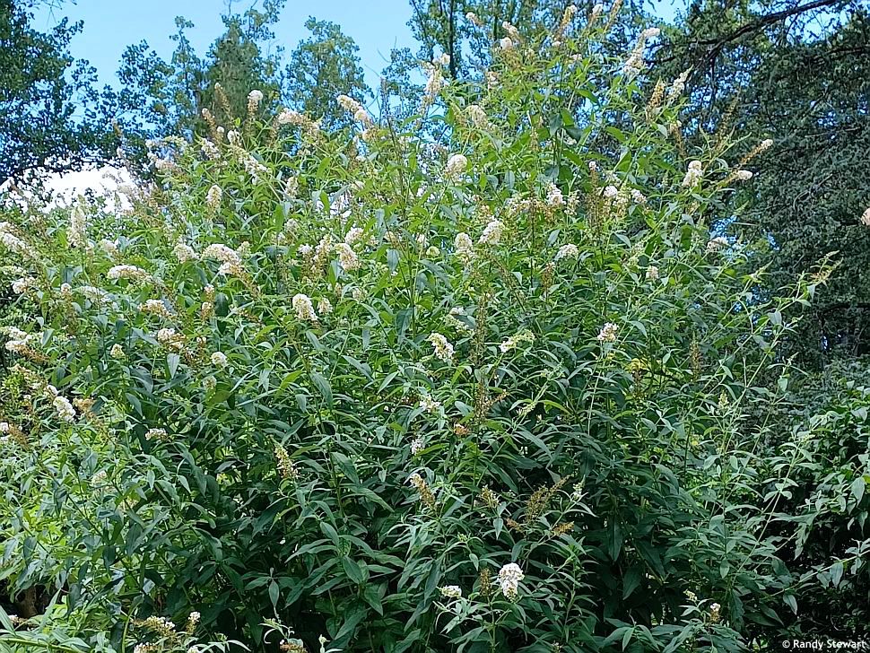 buddleja davidii White Profusion RANDY 1.jpg