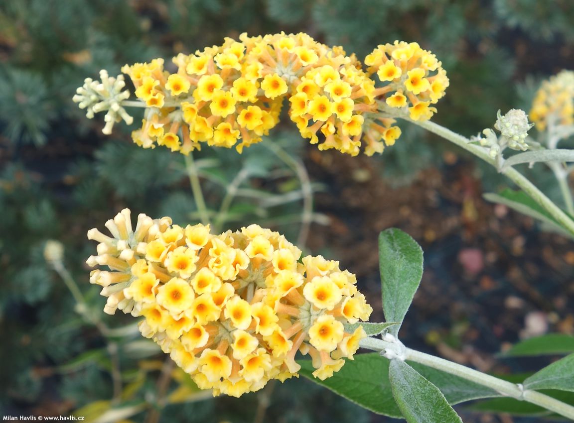 buddleja x weyeriana Honeycomb 2016 listopad 2.jpg