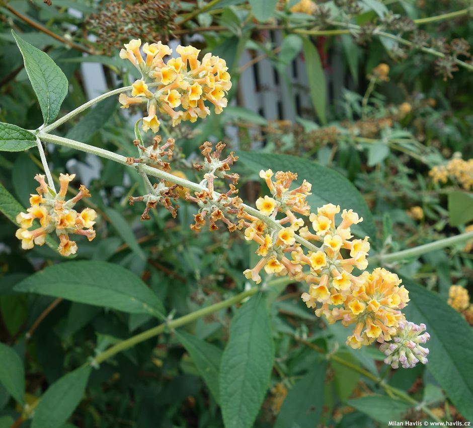 buddleja x weyeriana Honeycomb 2017 podzim.jpg