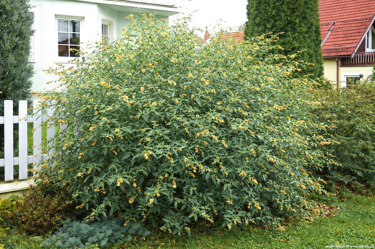 buddleja x weyeriana Honeycomb 2026 AI.jpg