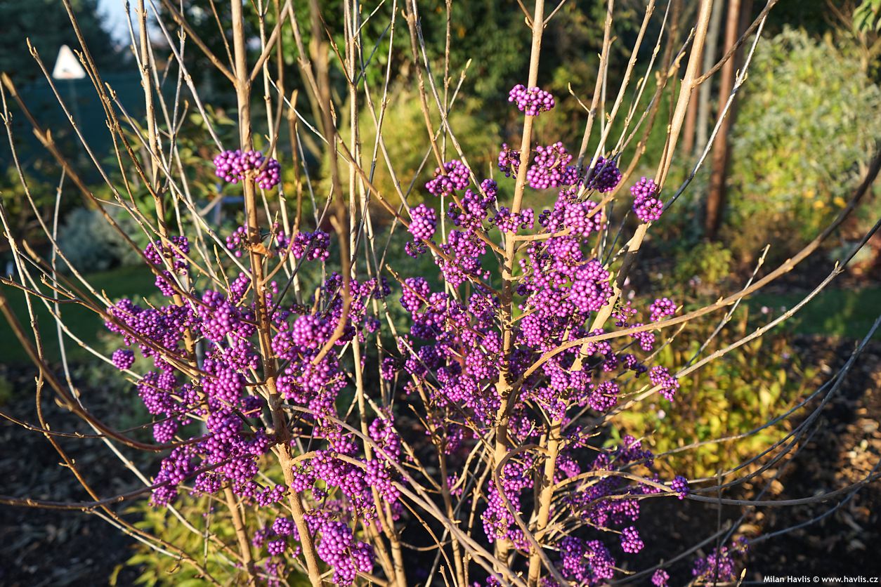 callicarpa bodinieri Profusion