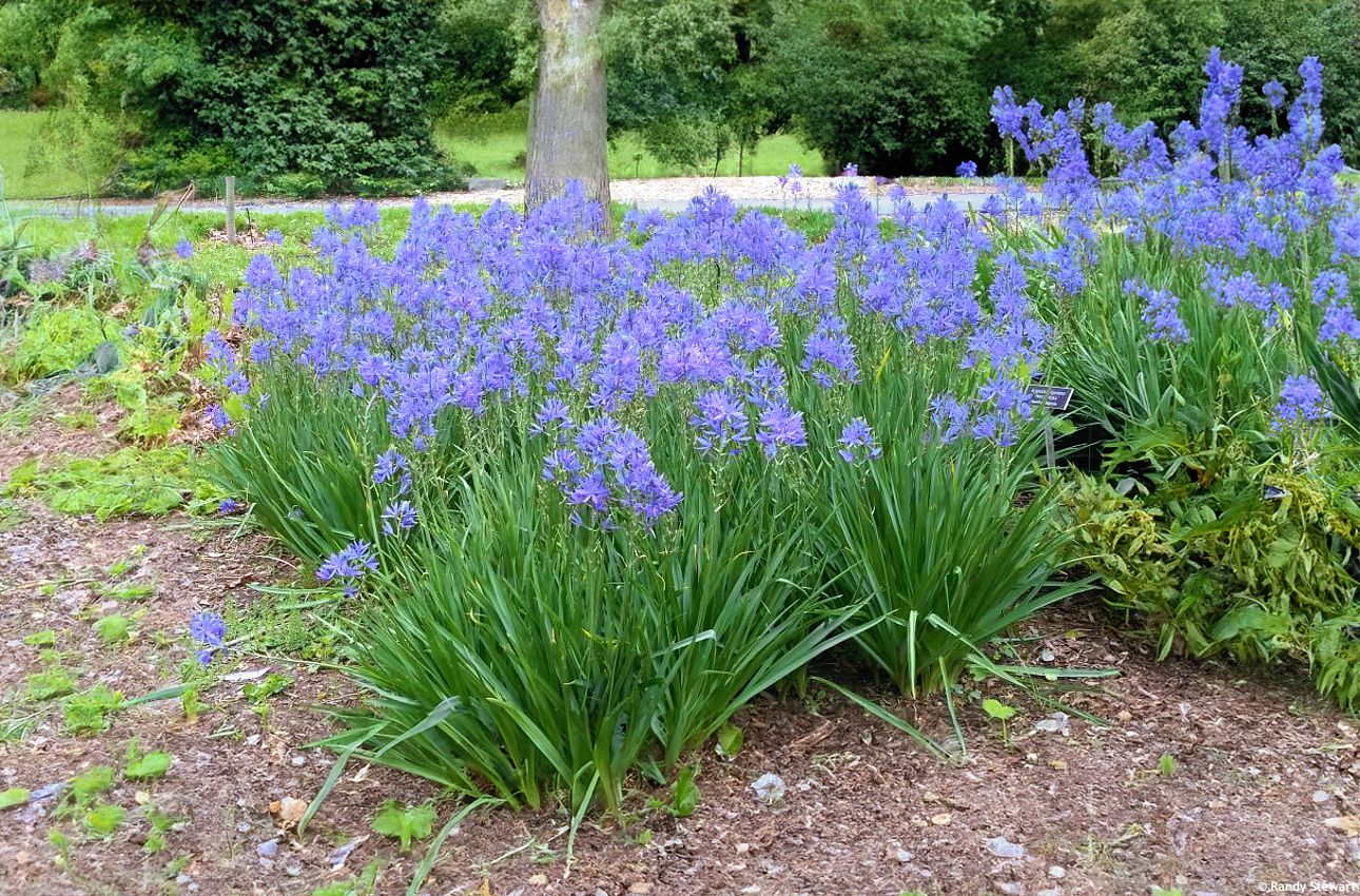 camassia leichtlinii